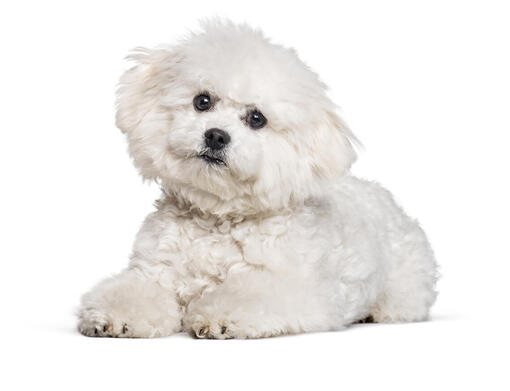 Apartment best sale bichon frise